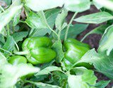 Home grown capsicums