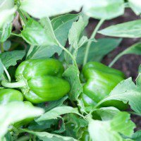 Home grown capsicums