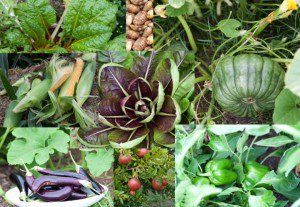 Home grown veggies