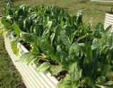 School garden Wyoming