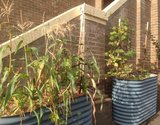 Troughs Coogee